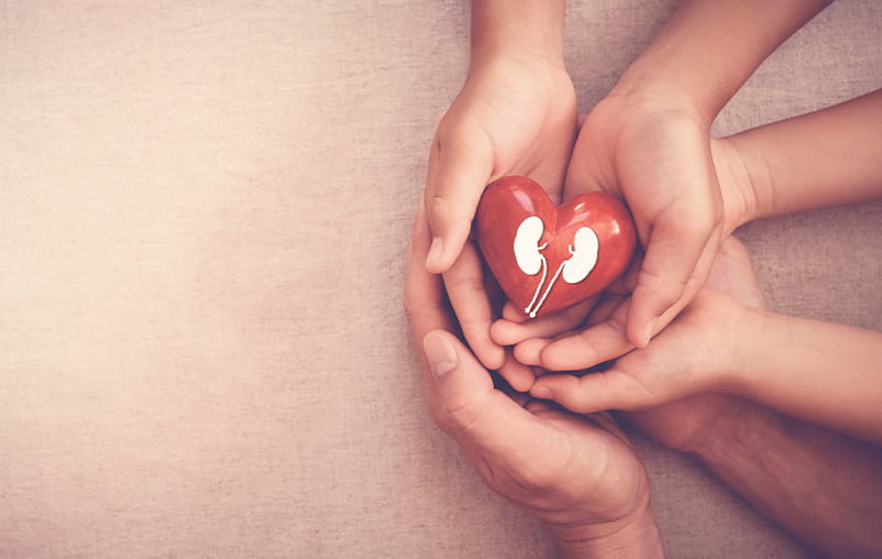 Hands holding a heart with a drawing of kidneys on it.