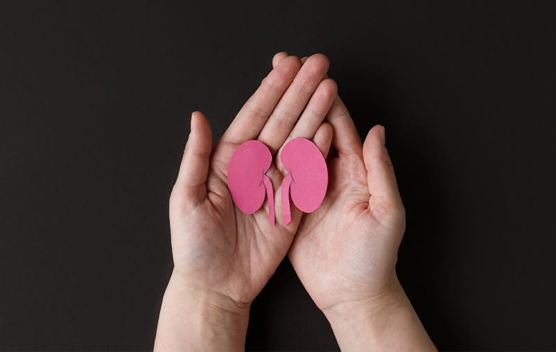 Two hands hold a paper cutout drawing of kidneys.